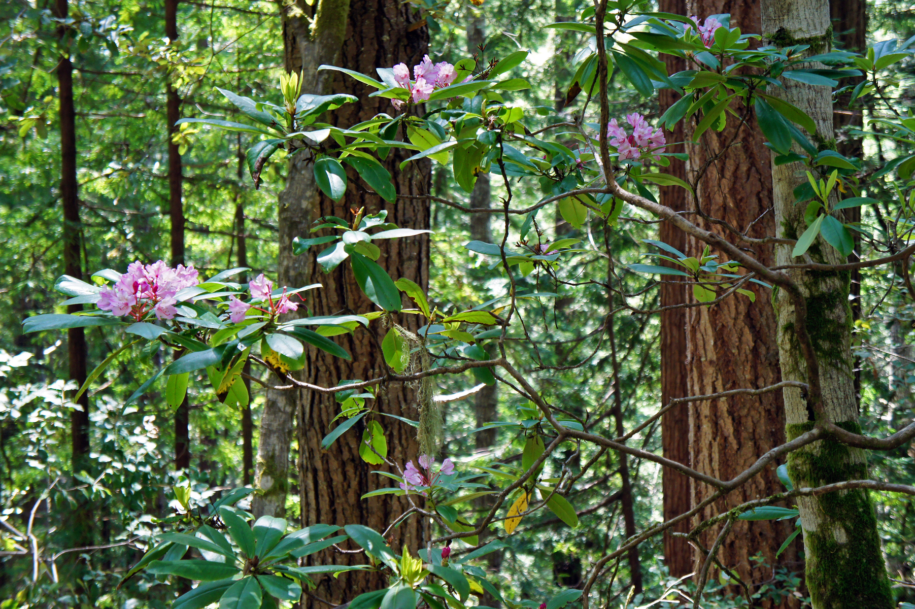 Kruse Rhododendron Reserve, Sonoma County Coast, California