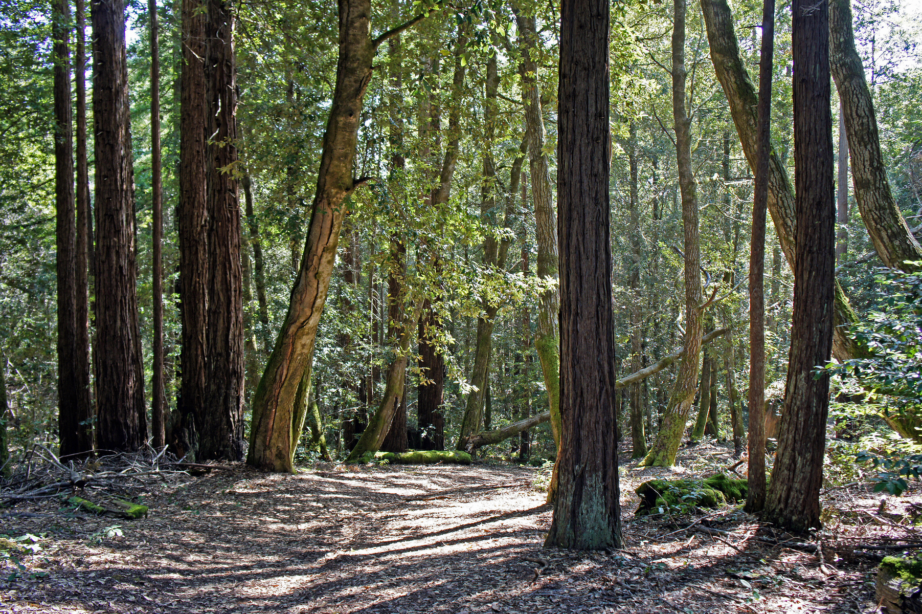 Kruse Rhododendron Reserve, Sonoma County Coast, California