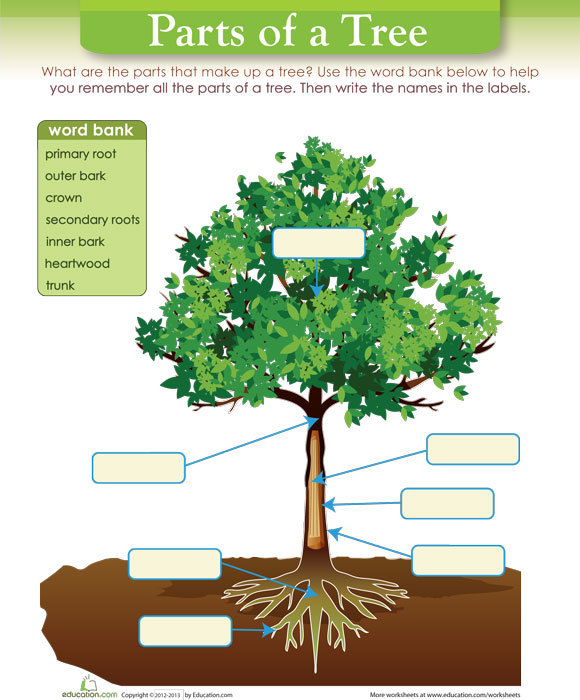 Those trees. Parts of a Tree for Kids. What дерево. Three Parts of functions. Label the Parts of the Tree.